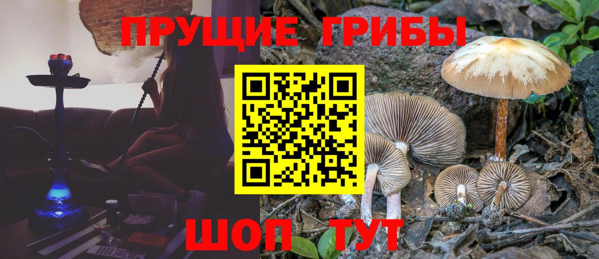 Псилоцибиновые грибы GOLDEN TEACHER  Галлюциногенные грибы Psilocybine cubensis  Вход с VPN  Советск 